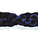 DNA 009