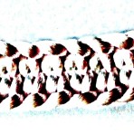 nds 015