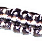 ndz 004