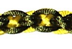 nxx 007